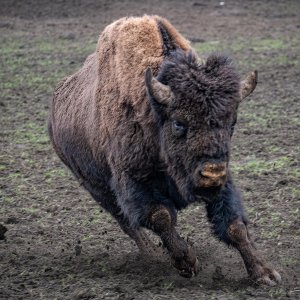 Bison